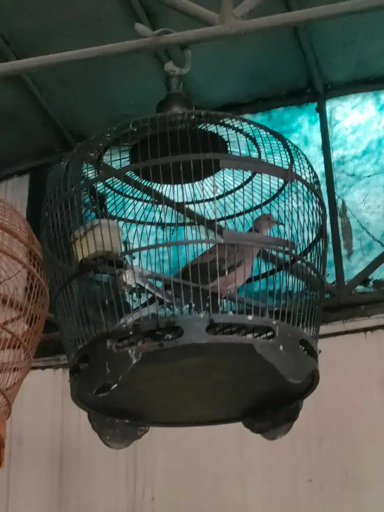 Derkuku Klantan