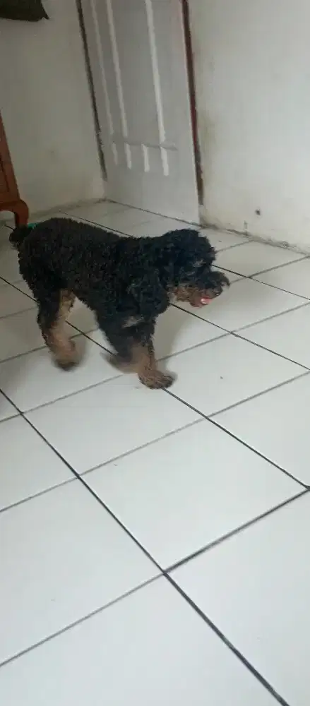 Indukan poodle betina kualitas