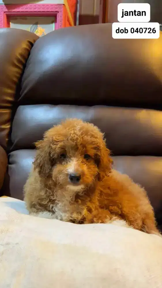 For sale anjing poodle