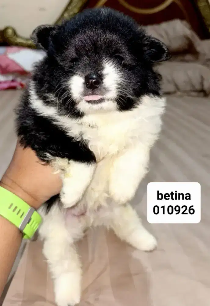 For sale anakan minipom