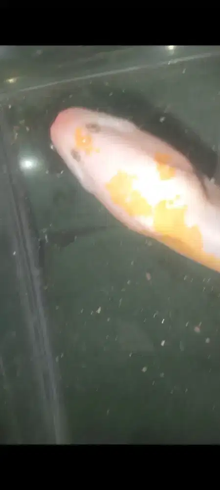 Belut 2 marna putih kuning  langka asli alam