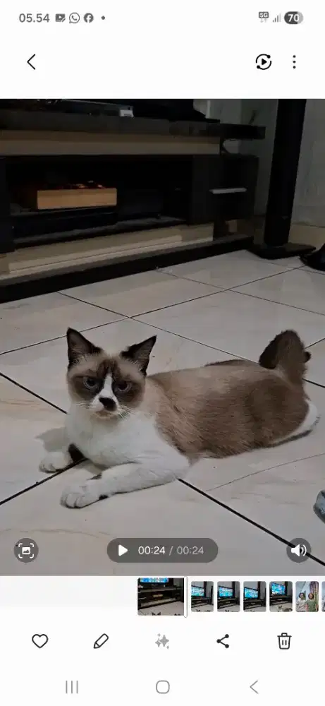 Open adop kucing ras