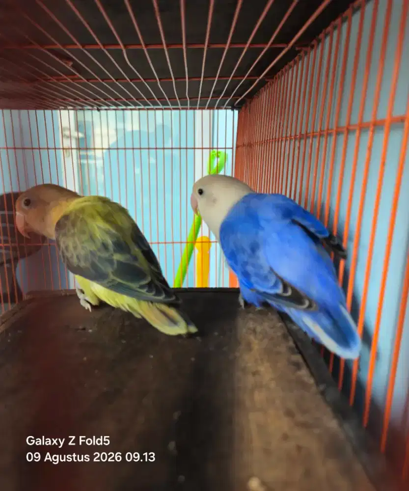 Lovebird Indukan Resmi