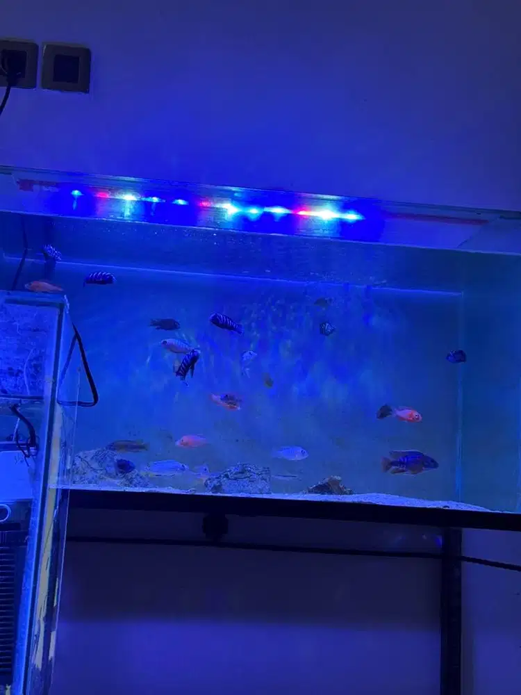Aquarium size 80 cm