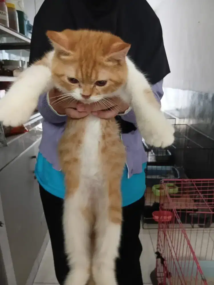 Bico oyen shorthair