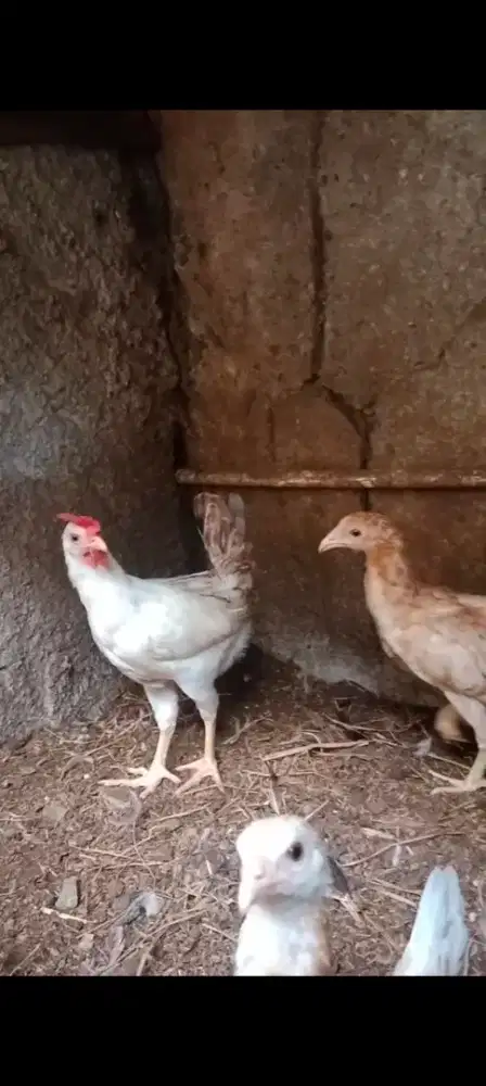 Ayam Kampung Elba