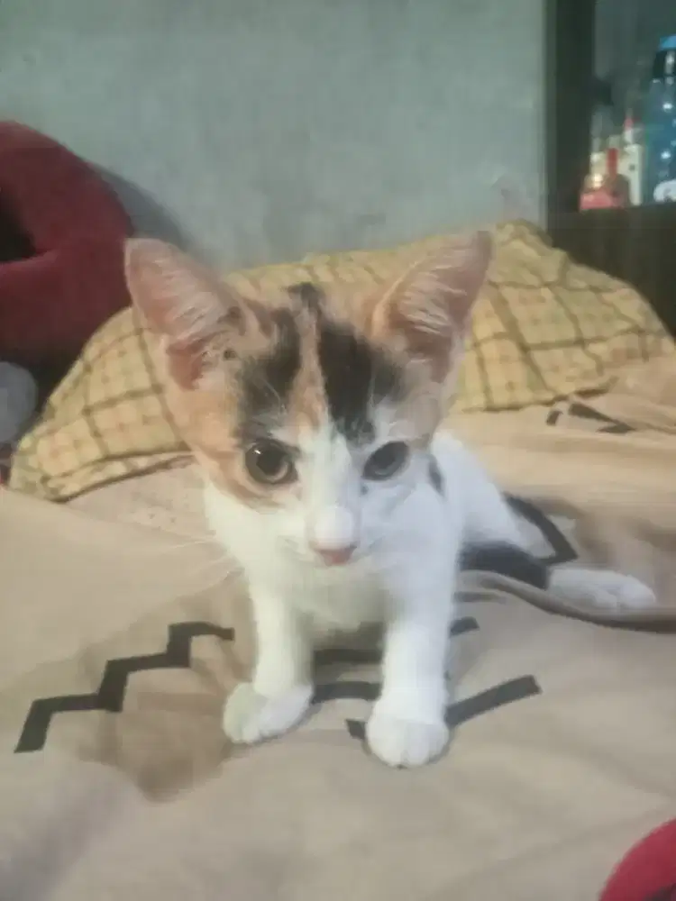 Adopsi anak kucing Persia mix kampung