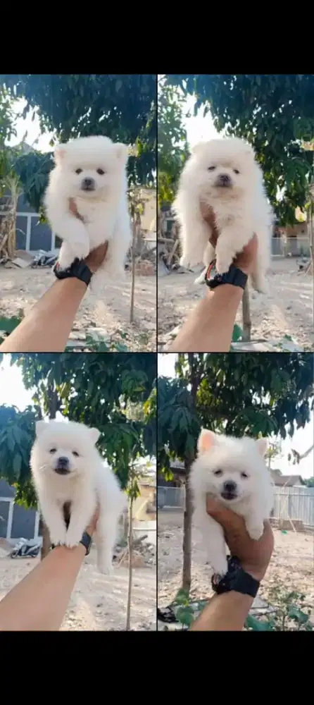 Minipom betina non stbm 7minggu