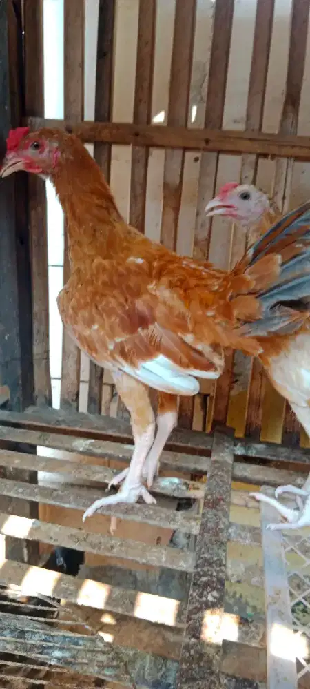 Ayam Elba Jantan