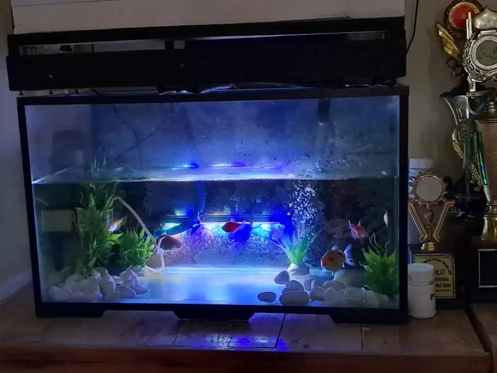Aquarium  dan isinya semua