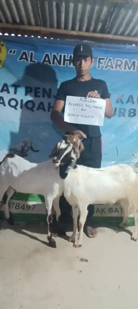 jual kambing aqiqah dan nazar