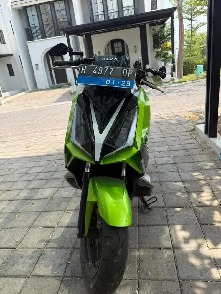 ALVA CERVO 2024
