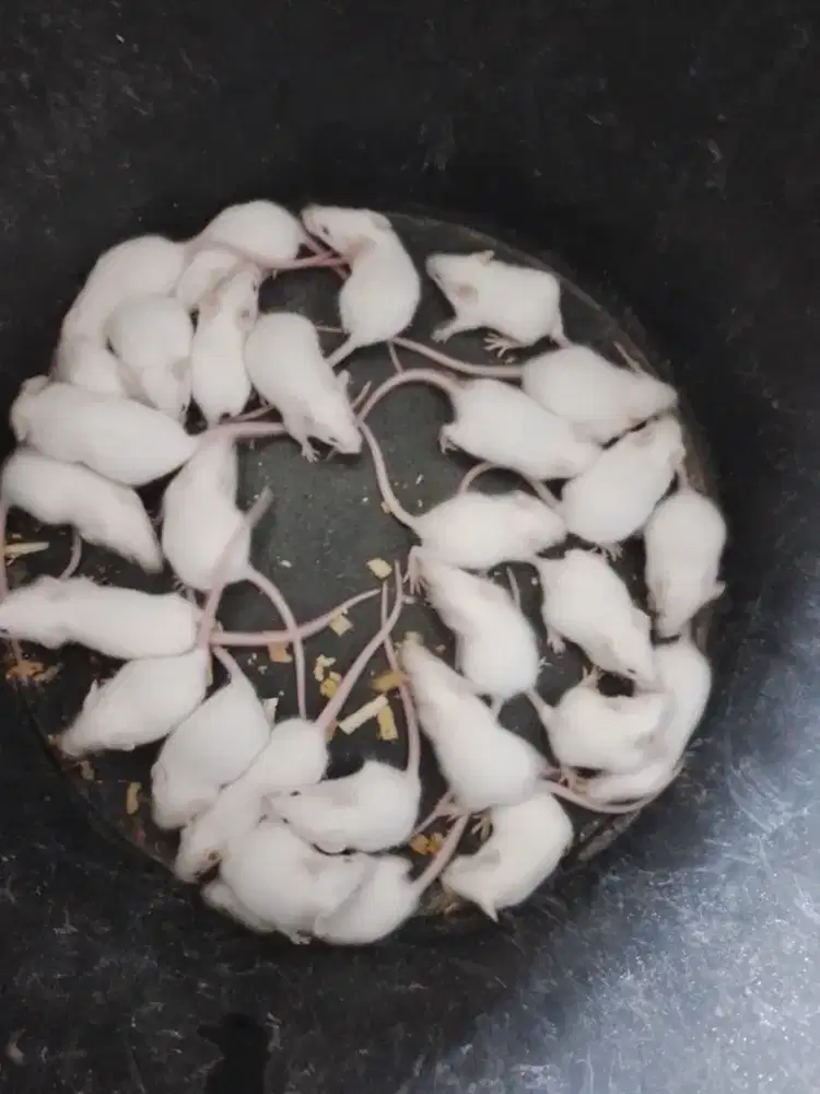 Tikus putih  mencit