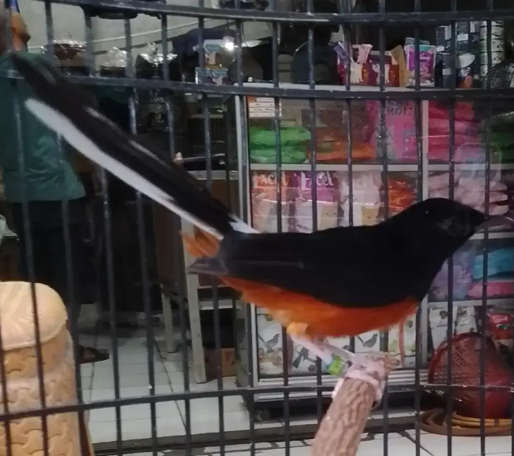Murai batu Medan tinggal pilih