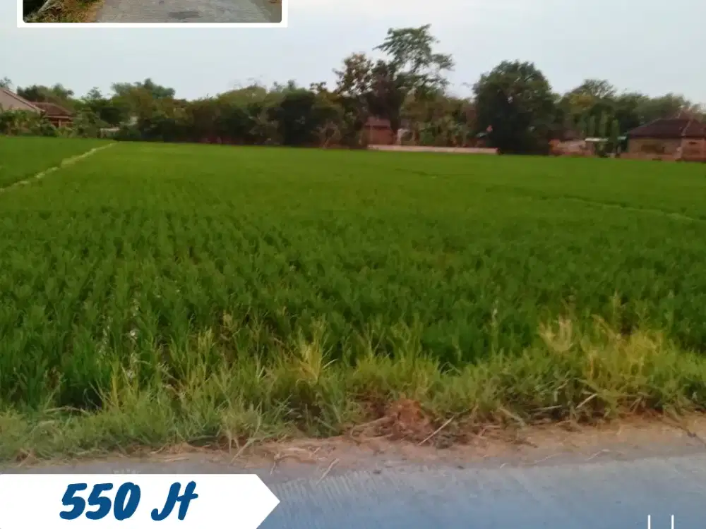 Dijual Sawah Produktif Di Pulosari Kebakkramat