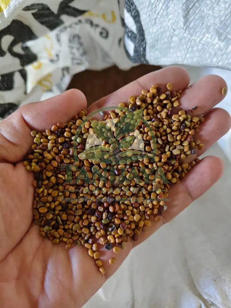 Benih CM Calopogonium Mucunoides Bibit Kacangan LCC Legume Cover Crop