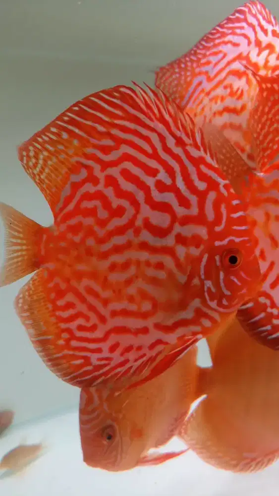 Ikan hias aquarium aquascape discus red pigeon blood 4 inch