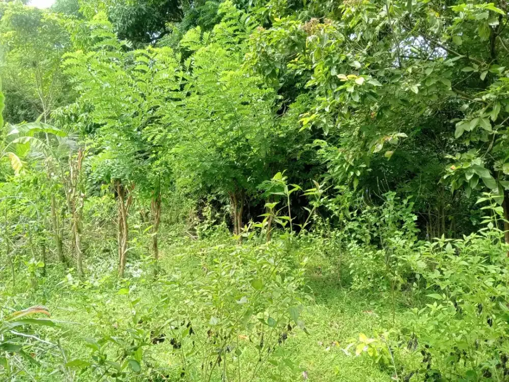 Dijual Tanah Pinggir Jalan Nasional Lahan Datar Siap Bangun