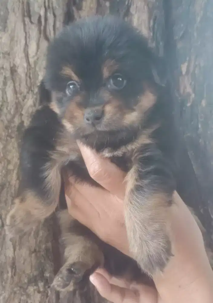Sitzu mix minipom betina usia 2 bln