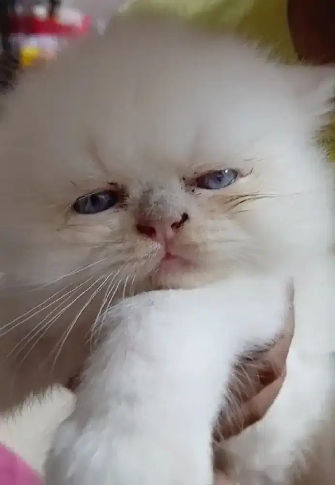 Kucing Kitten Persia Putih Solid
