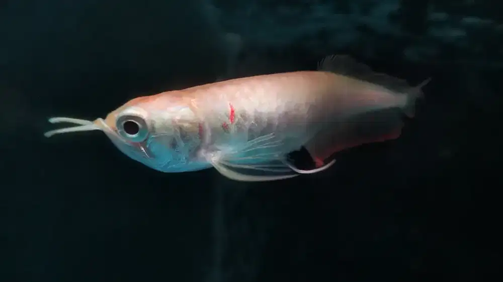 Arowana unik silver albino muka unik arwana
