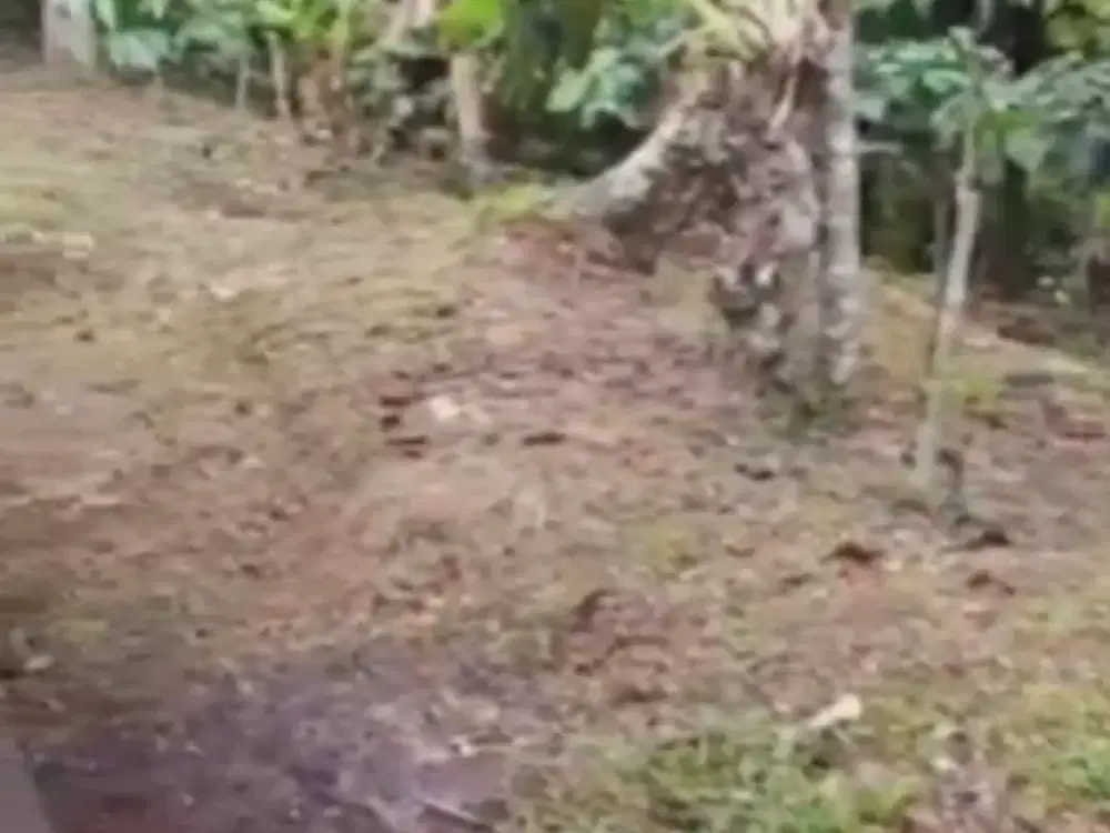 Dijual Tanah Perkebunan Murah Lokasi Primadona untuk Villa