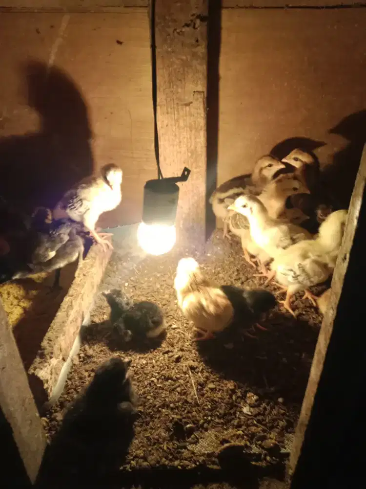 Doc ayam kampung unggul