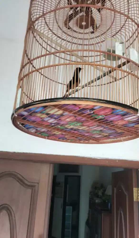 Burung muray batu gacor ekor 21 + sangkar