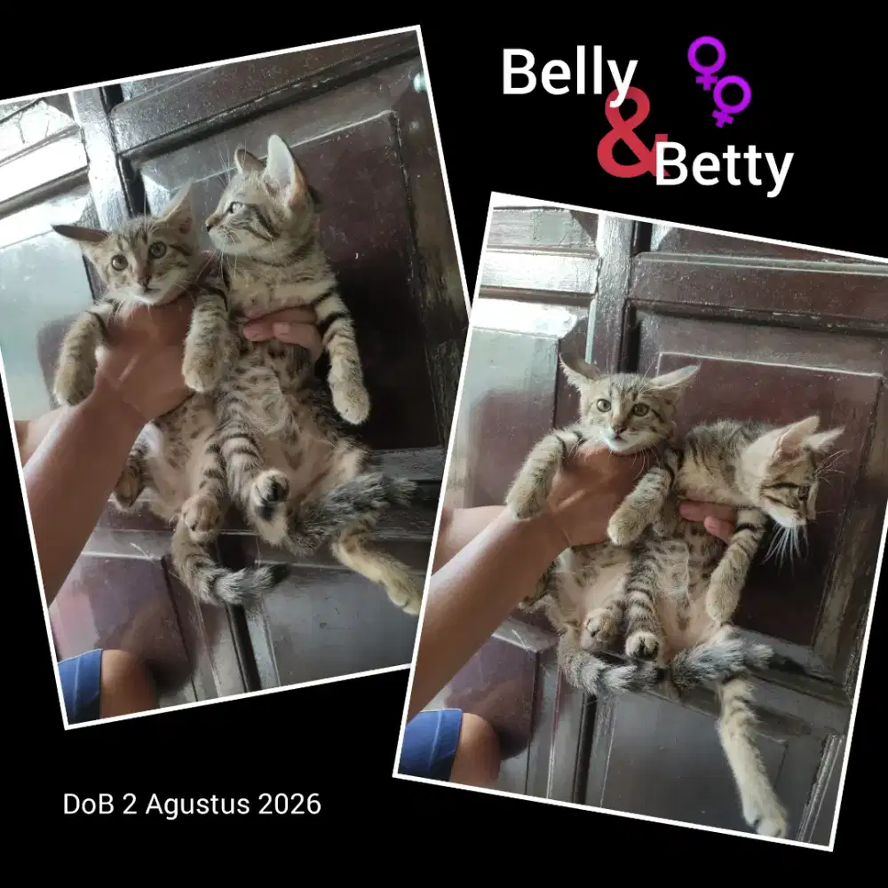 Kucing Domestik kitten betina tabby mujaer