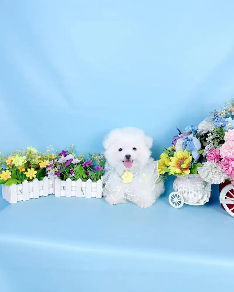 Korean mini bichon frise super cute face size kecil bloodline import
