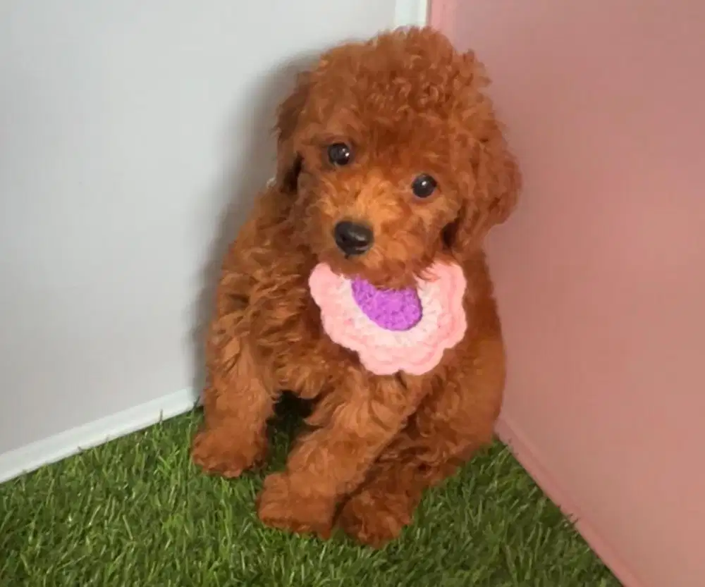 Poodle betina super red