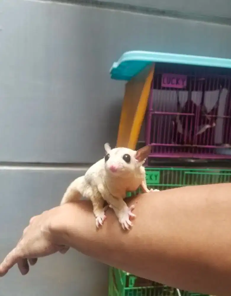 Sugar Glider Platinum Mozaik