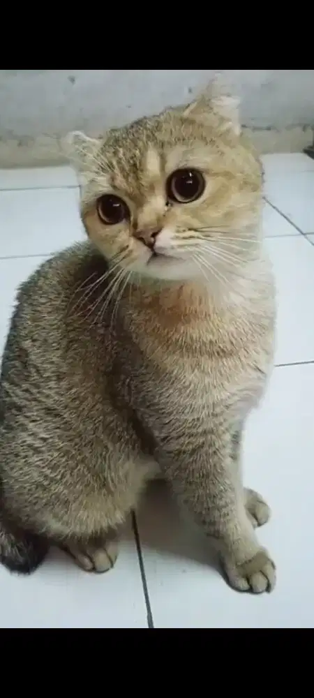 Kucing British Scottish Betina / Female