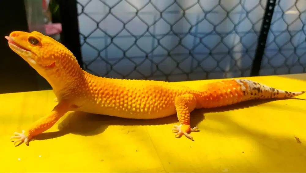 Gecko super 29cm