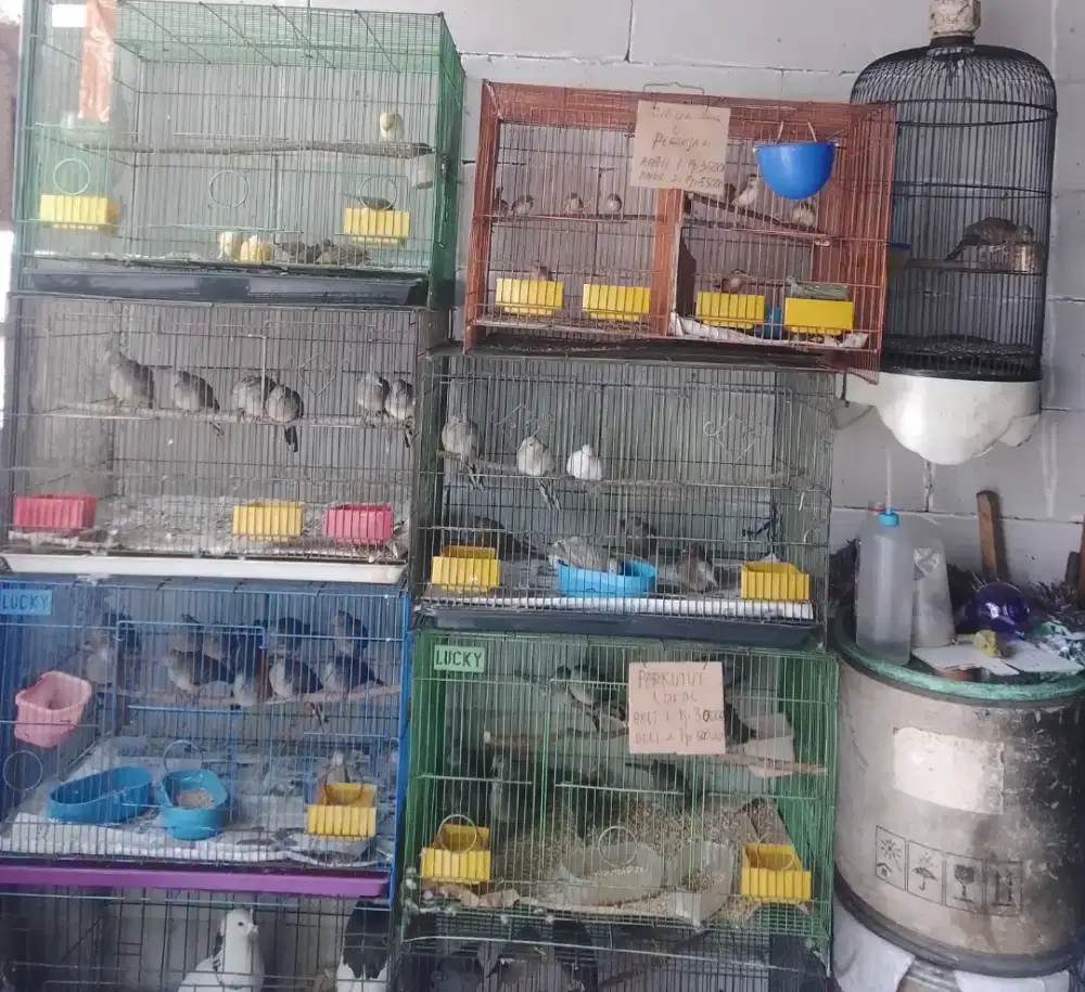 Burung lovebird crucukan dll