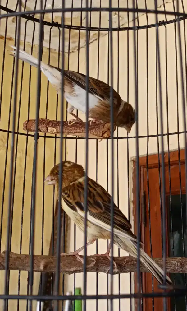 KENARI JANTAN BORONGAN