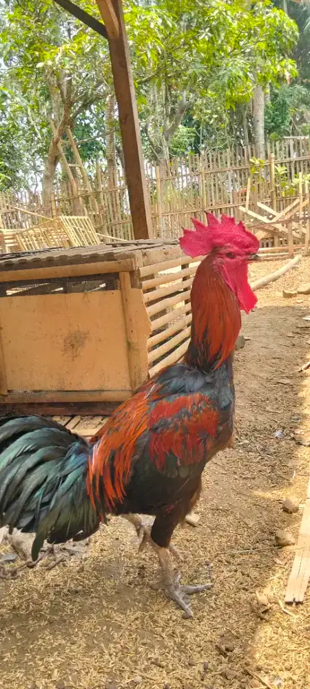 Ayam pelung muda