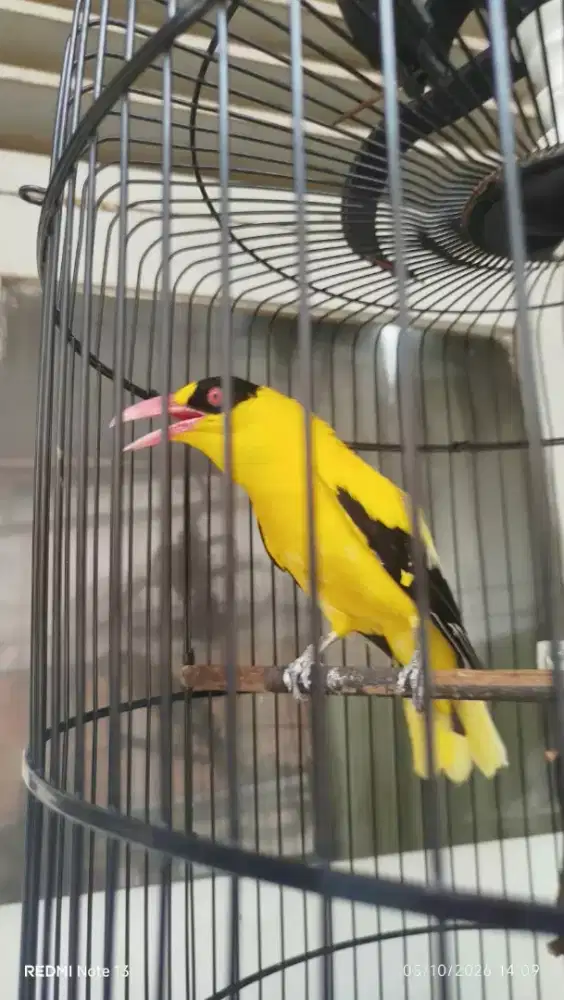burung kepodang sumbawa gacor dor pagi siang malam kaki nyisik