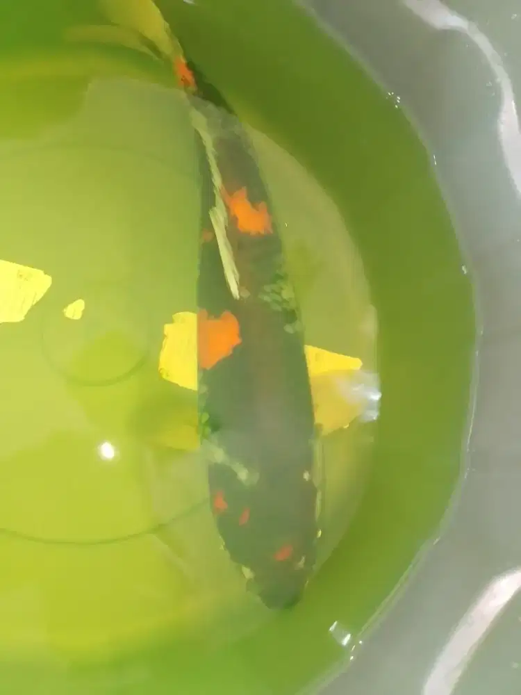Ikan koi jenis Showa import 42cm
