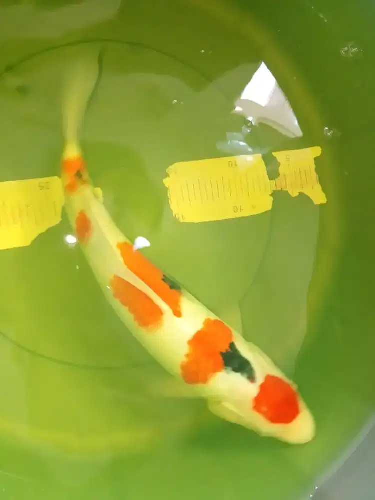 Ikan koi jenis Sanke 37cm import sertifikat