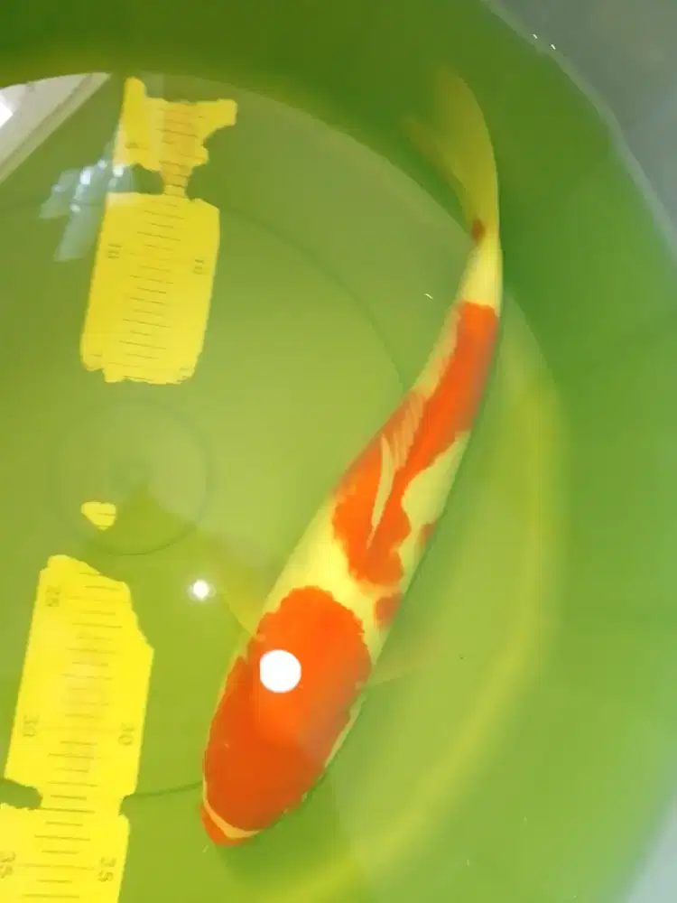 Ikan koi jenis Kohaku 36cm import sertifikat