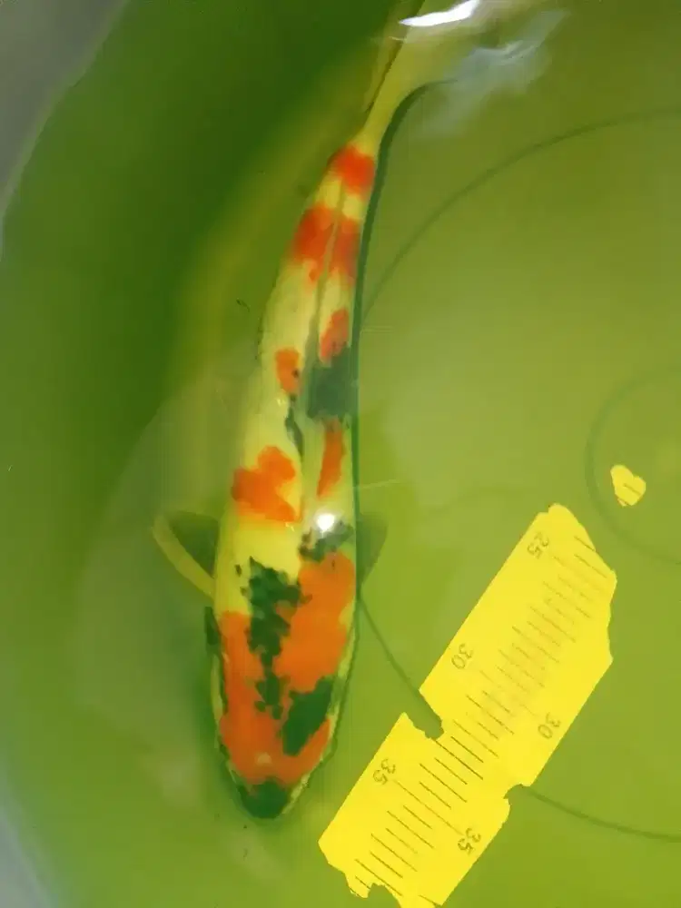 Ikan koi jenis Showa 31cm import sertifikat
