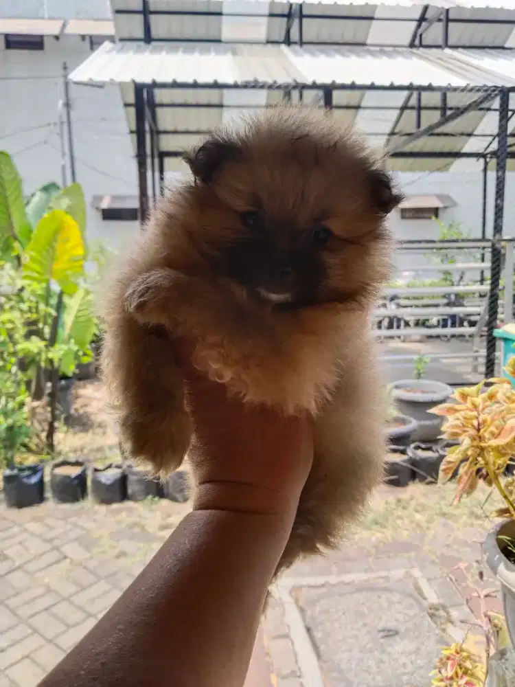 Anak anjing minipom