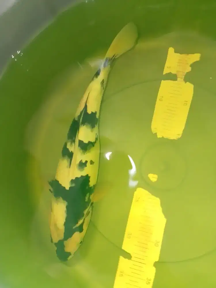 Ikan koi jenis SHIRO 36cm HQ
