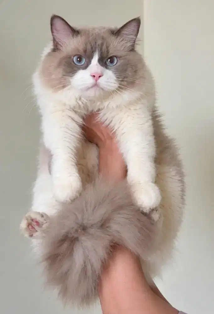 Ragdoll simetris pejantan big size