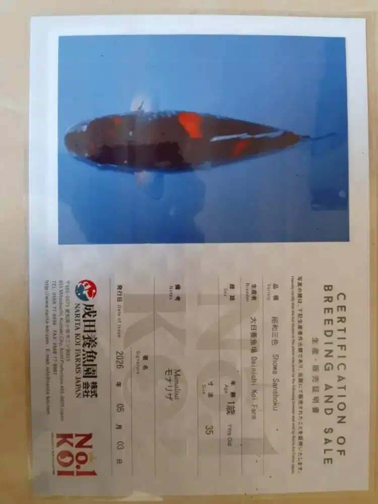Ikan koi import sertifikat jenis SHOWA 42cm