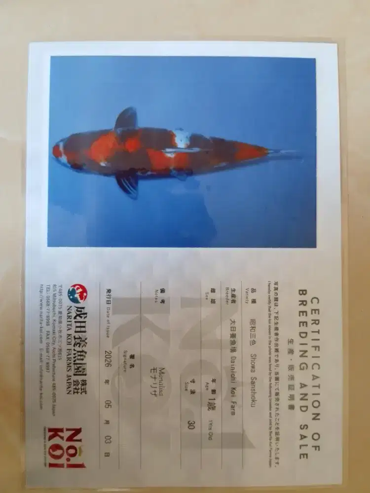 Ikan koi import sertifikat jenis Showa size 37cm