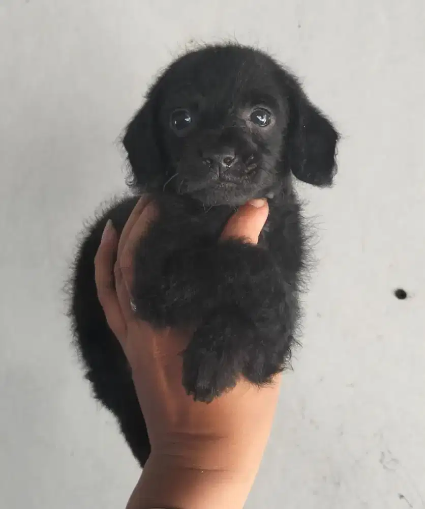 anakan mix ras kecil