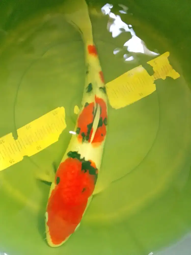 Ikan koi jenis SANKE ukuran 39cm