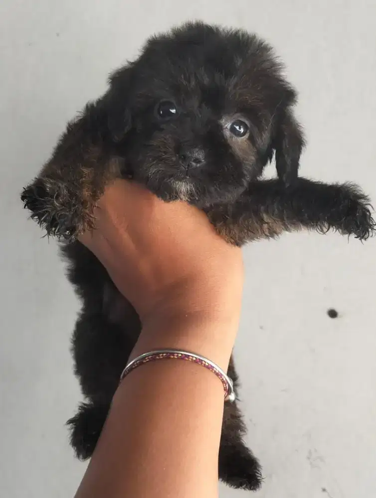 anakan mix ras kecil